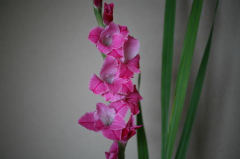 �O���W�I���X