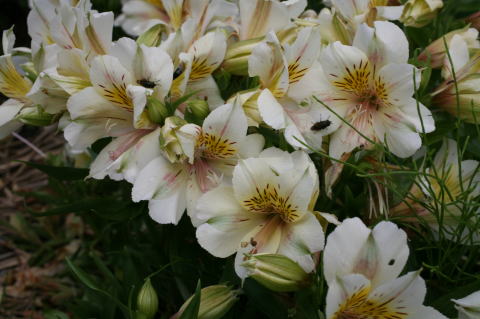 �A���X�g�������A